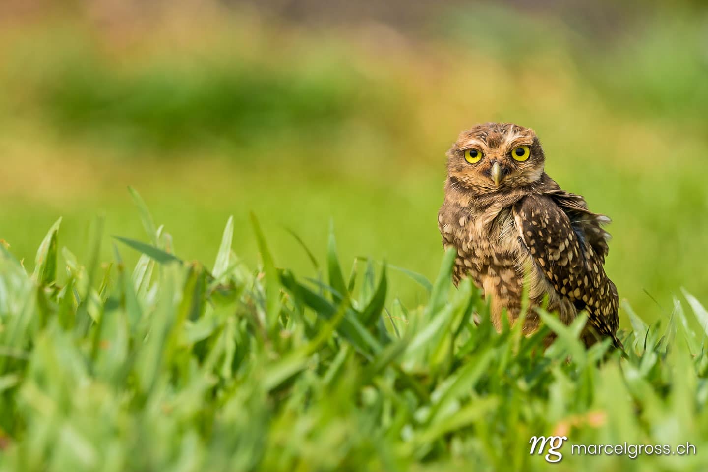 . Burrowing owl near Iguazu, Brazil. Marcel Gross Photography