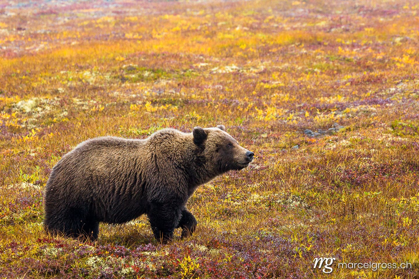 . king of the north. Marcel Gross Photography