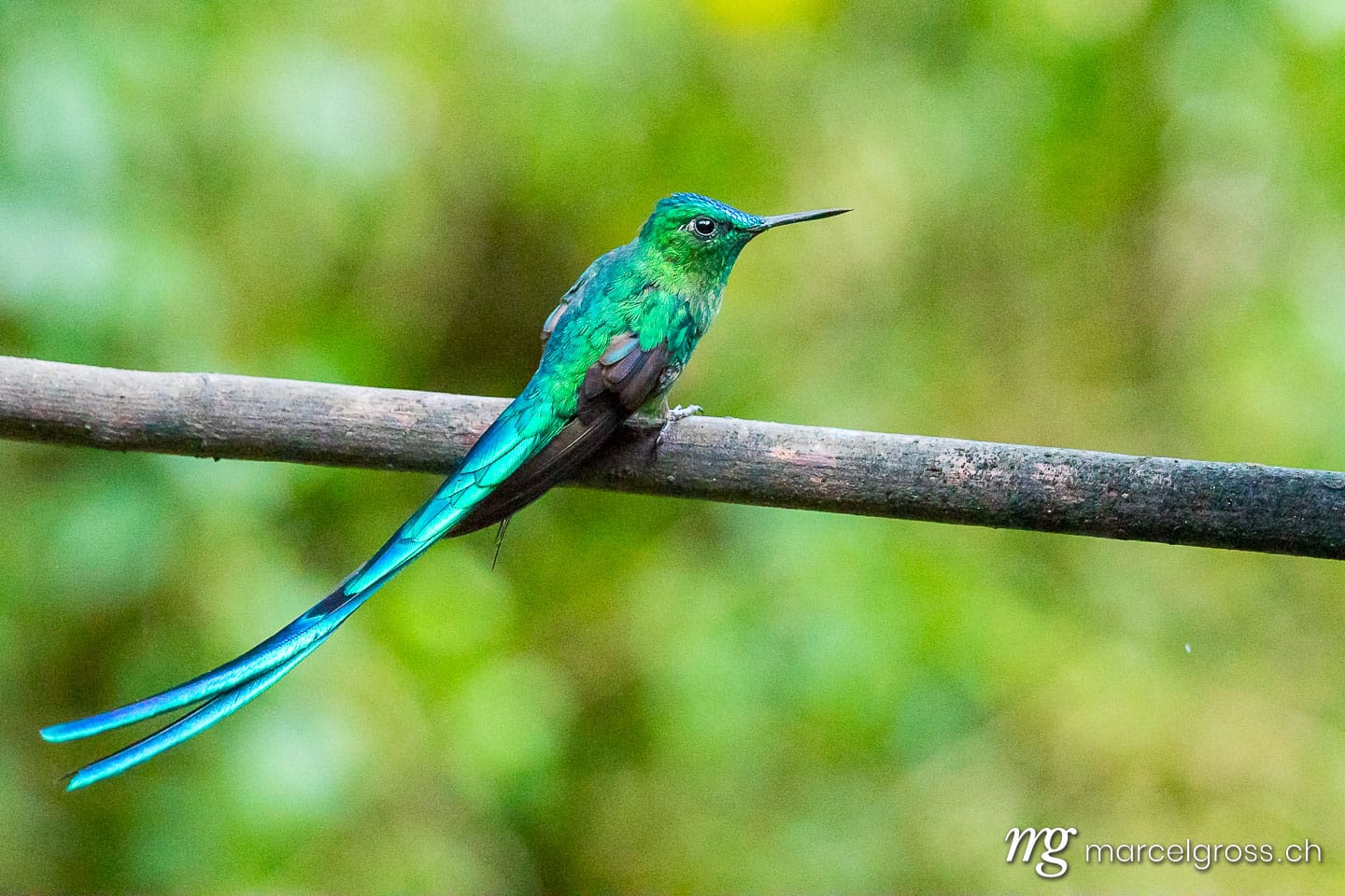 . Kolibri im Reserva Natural Acaime nahe Salente, Zona Cafetera, Kolumbien. Marcel Gross Photography