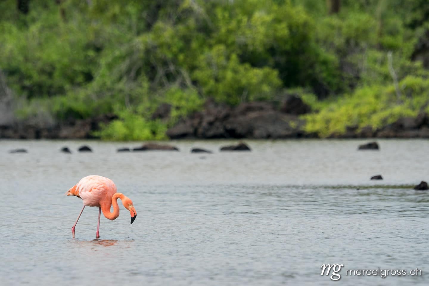 . Kubaflamingo in See bei Cerro Dragon, Isla Santa Cruz, Galapagos. Marcel Gross Photography
