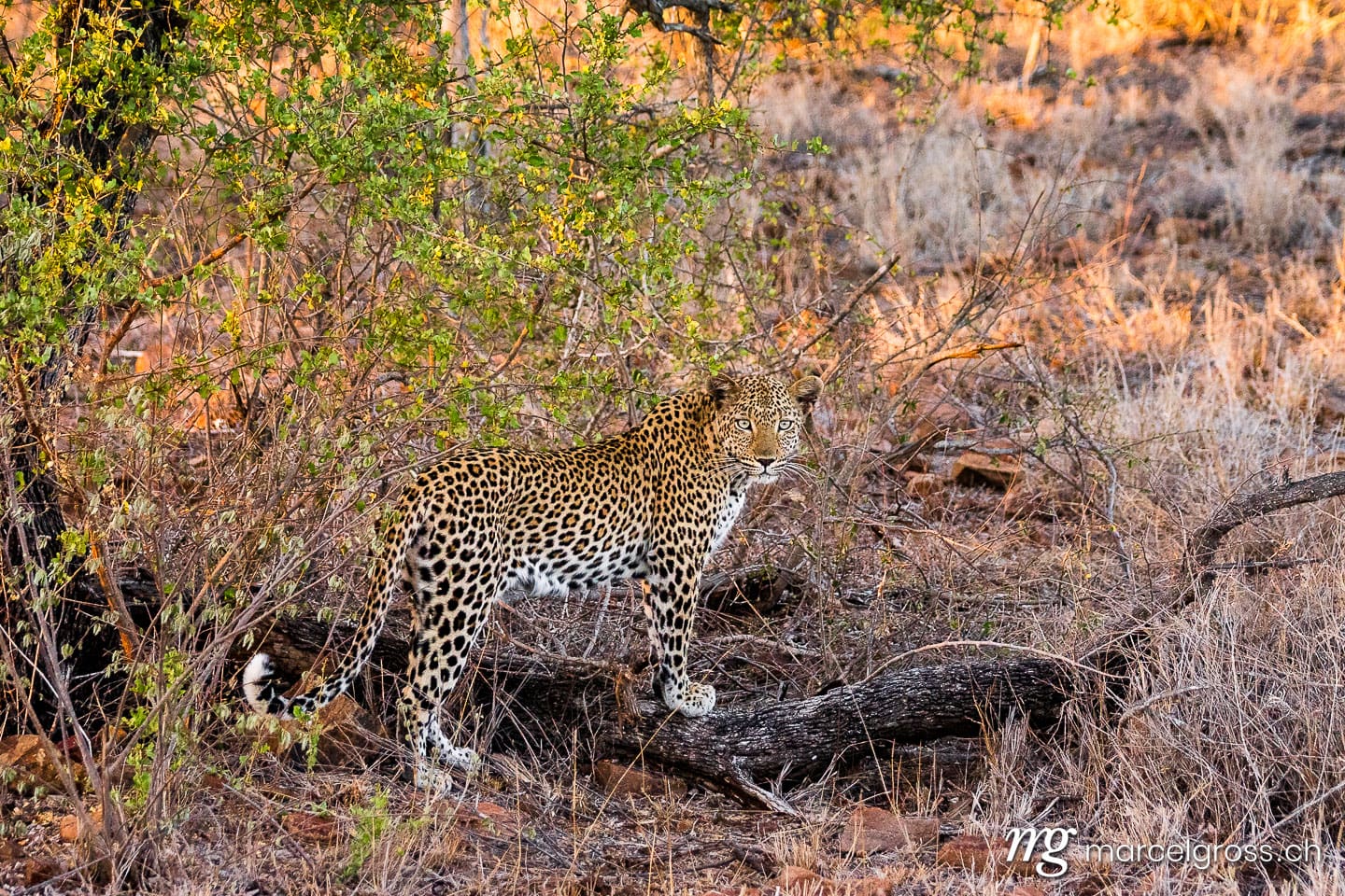Leoparden Bilder. Leopard auf Safari im Krüger Nationalpark. Marcel Gross Photography