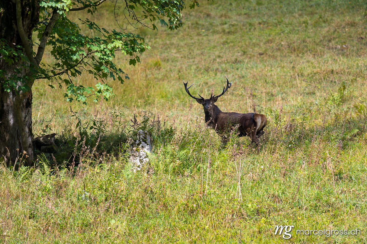 . männlicher Hirsch im Schatten eines Baumes, Berner Oberland. Marcel Gross Photography