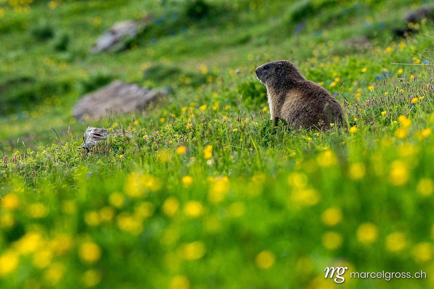 Wildtiere der Schweiz. marmot in a alpine meadow near Grindelwald in the Swiss Alps. Marcel Gross Photography