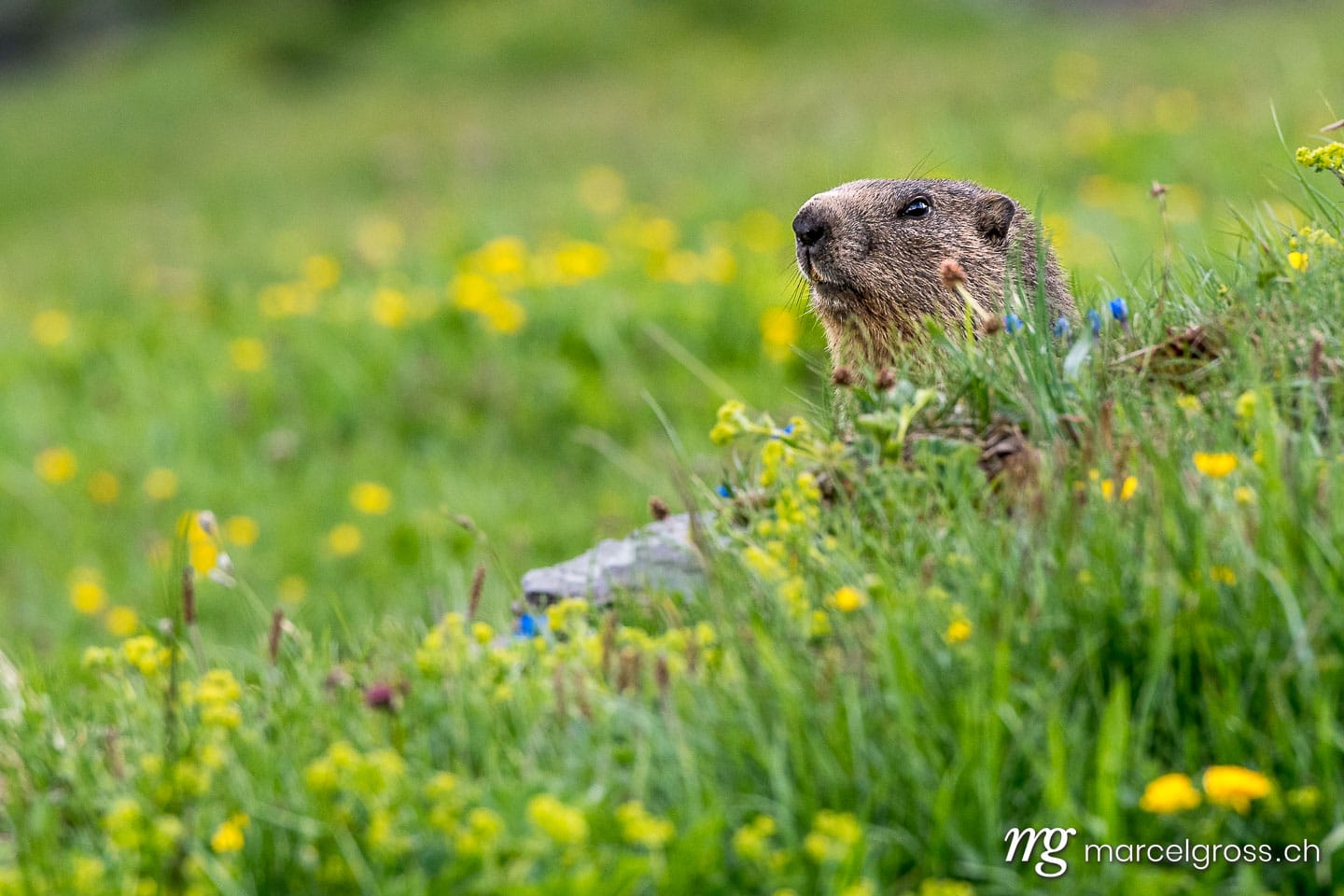 Wildtiere der Schweiz. marmot in a alpine meadow near Grindelwald in the Swiss Alps. Marcel Gross Photography