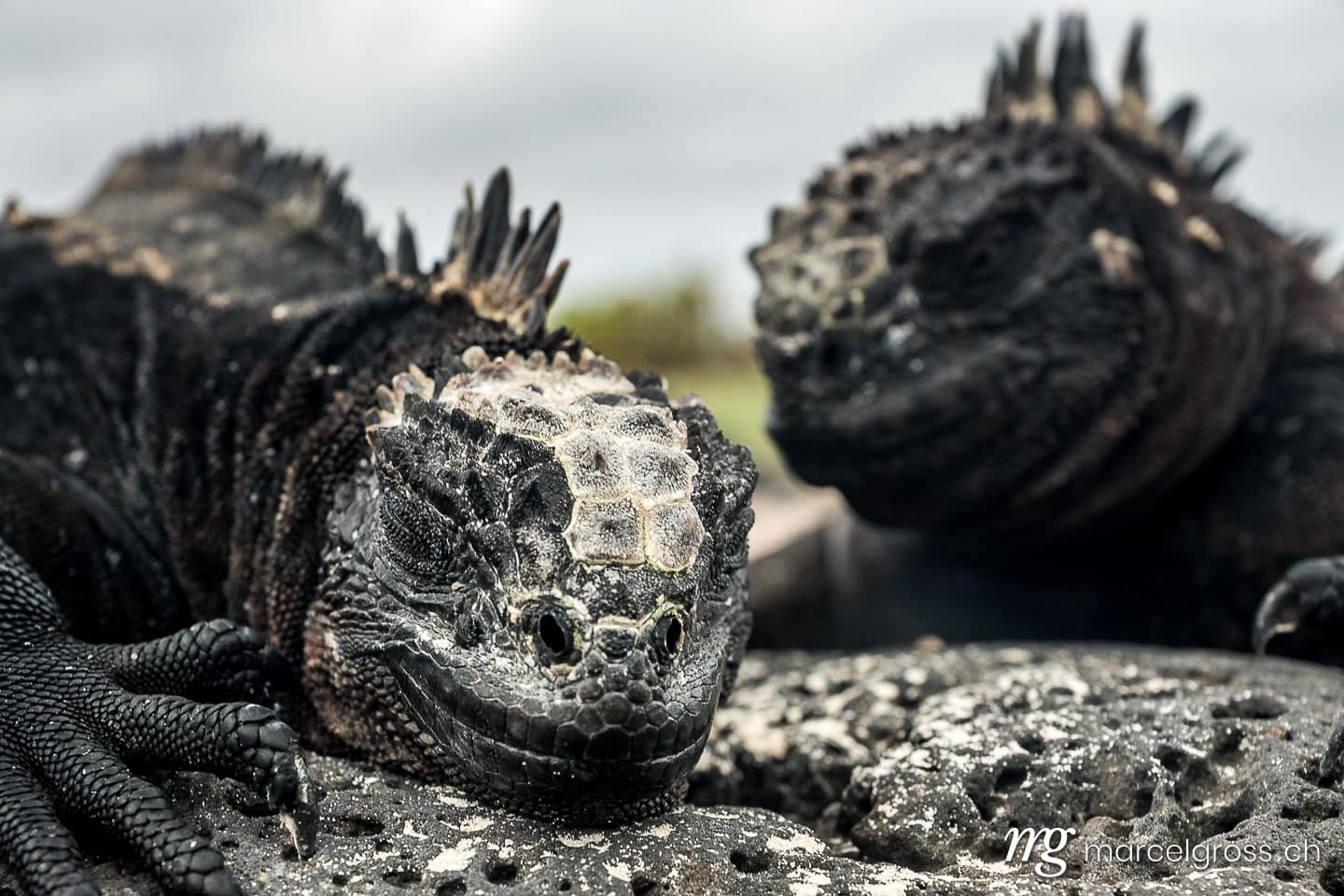 . Meerechse auf Lavafelsen am Strand von Tortuga Bay, Isla Santa Cruz, Galapagos. Marcel Gross Photography