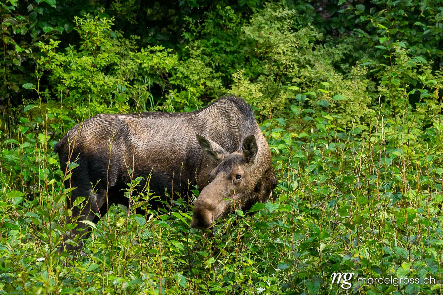 . Moose mother. Marcel Gross Photography