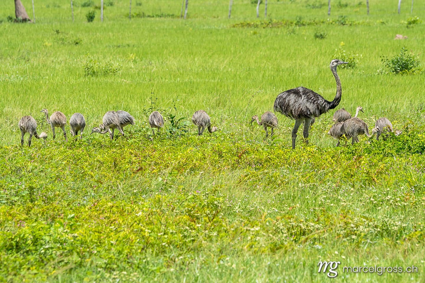 . Nandufamilie im Pantanal. Marcel Gross Photography