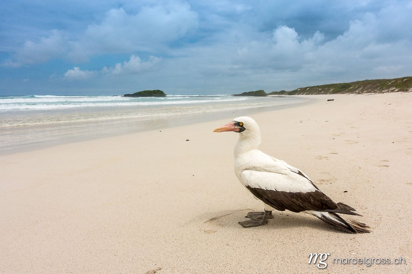 . Nazca-Tölpel am Sandstrand von Tortuga Bay, Isla Santa Cruz, Galapagos. Marcel Gross Photography