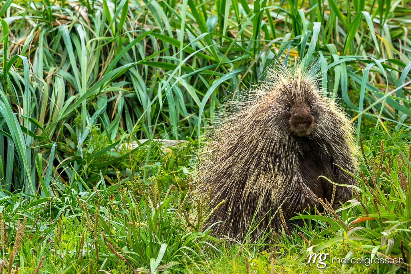North American porcupine
