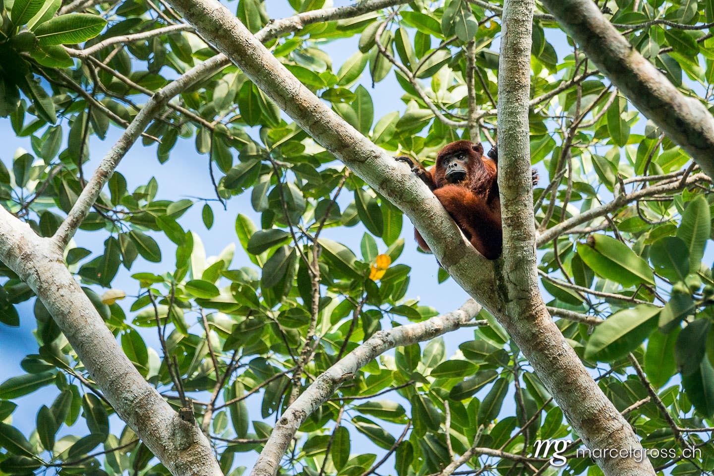 . on the look out. Marcel Gross Photography