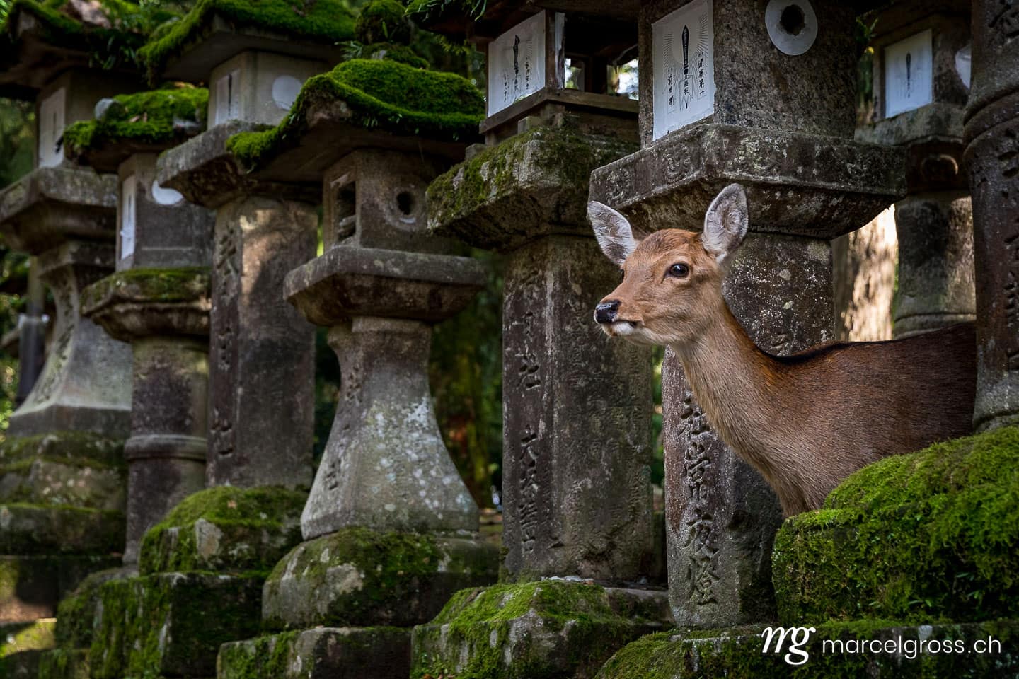. peeking out of stone laterns. Marcel Gross Photography