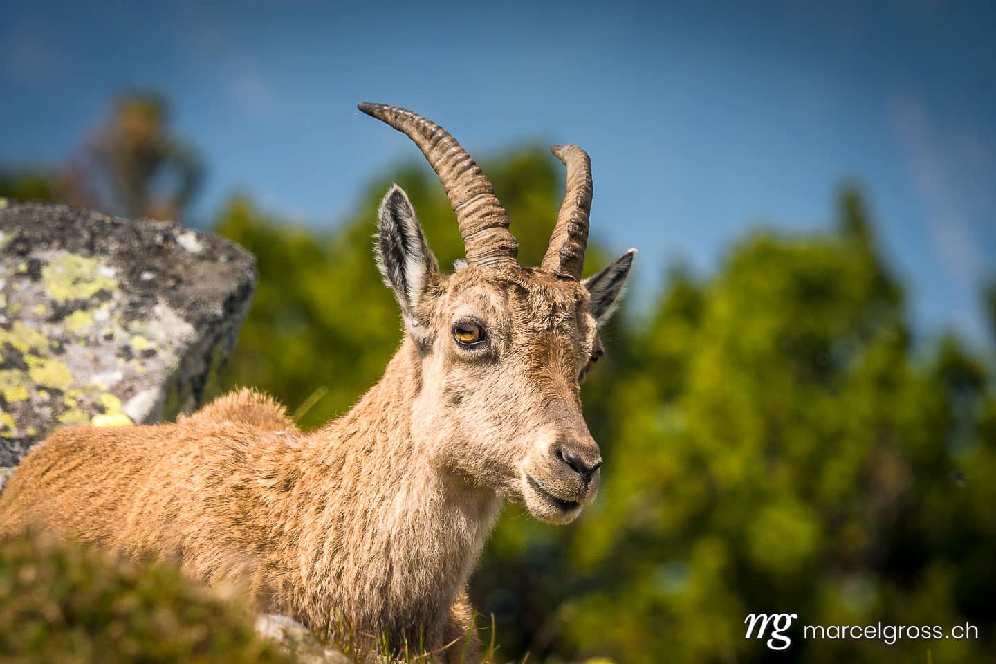 Steinbock Bilder. Portrait einer Steingeiss. Marcel Gross Photography