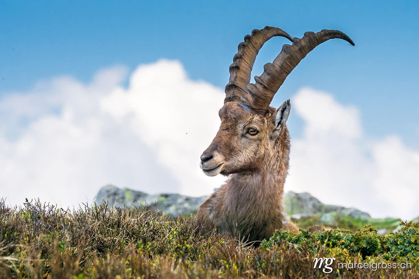 Steinbock Bilder. Portrait eines jungen männlichen Steinbocks. Marcel Gross Photography