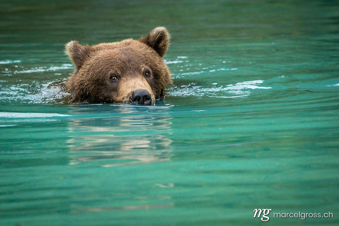 grizzly bear swimming in turquoise water
