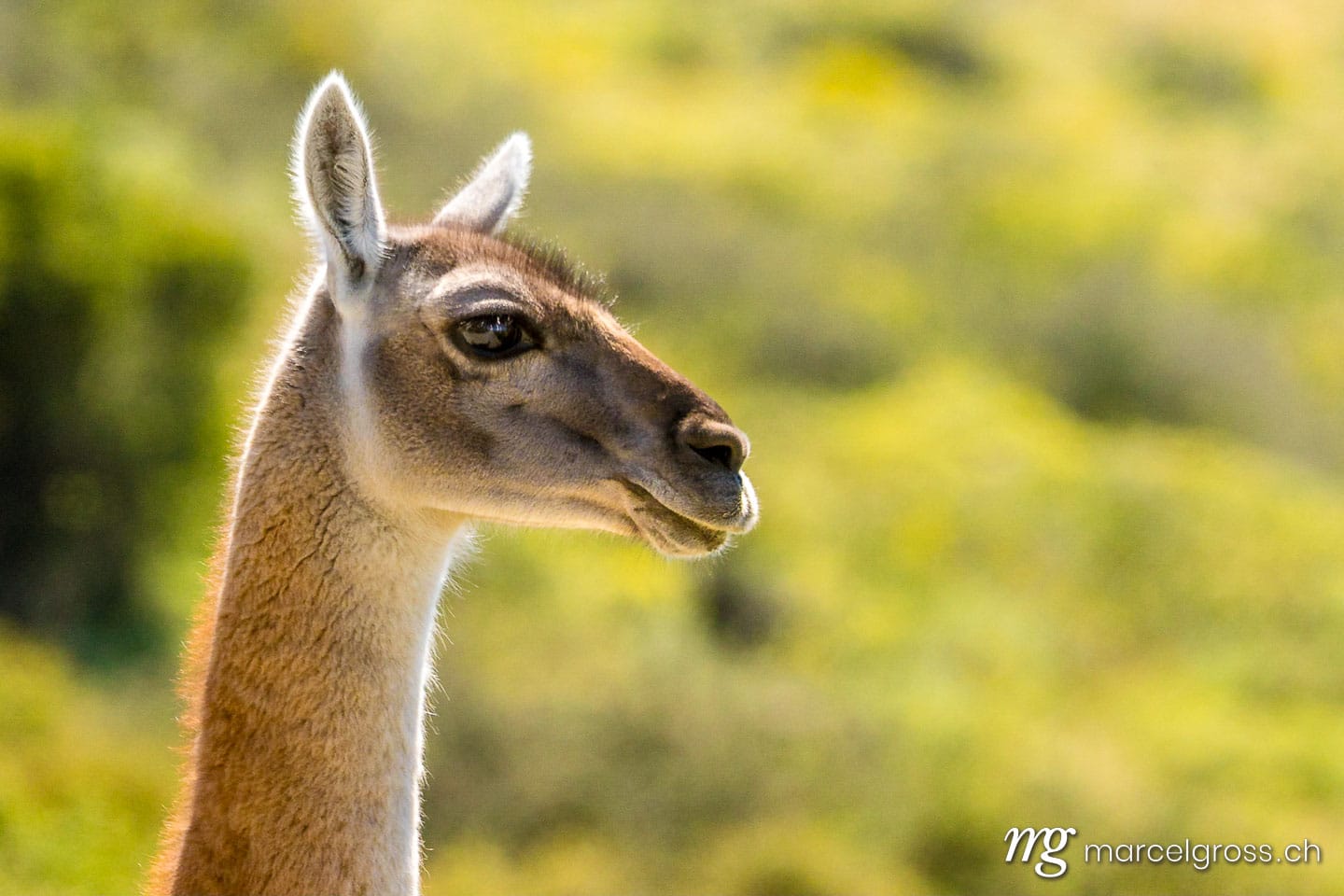 . Portrait of a Guanaco. Marcel Gross Photography