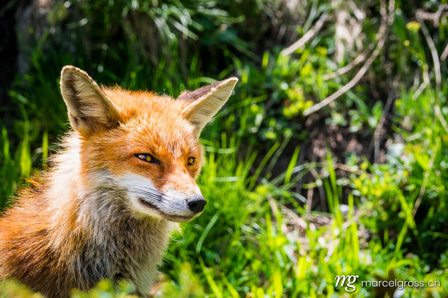 . Portrait von Rotfuchs im Gran Paradiso Nationalpark, Aosta Tal, Italien. Marcel Gross Photography