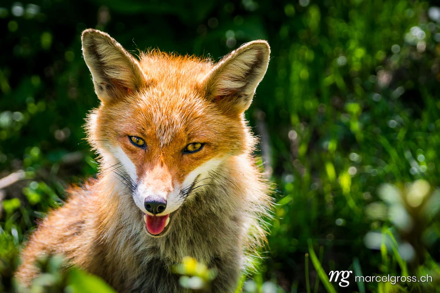 . Portrait von Rotfuchs im Gran Paradiso Nationalpark, Aosta Tal, Italien. Marcel Gross Photography