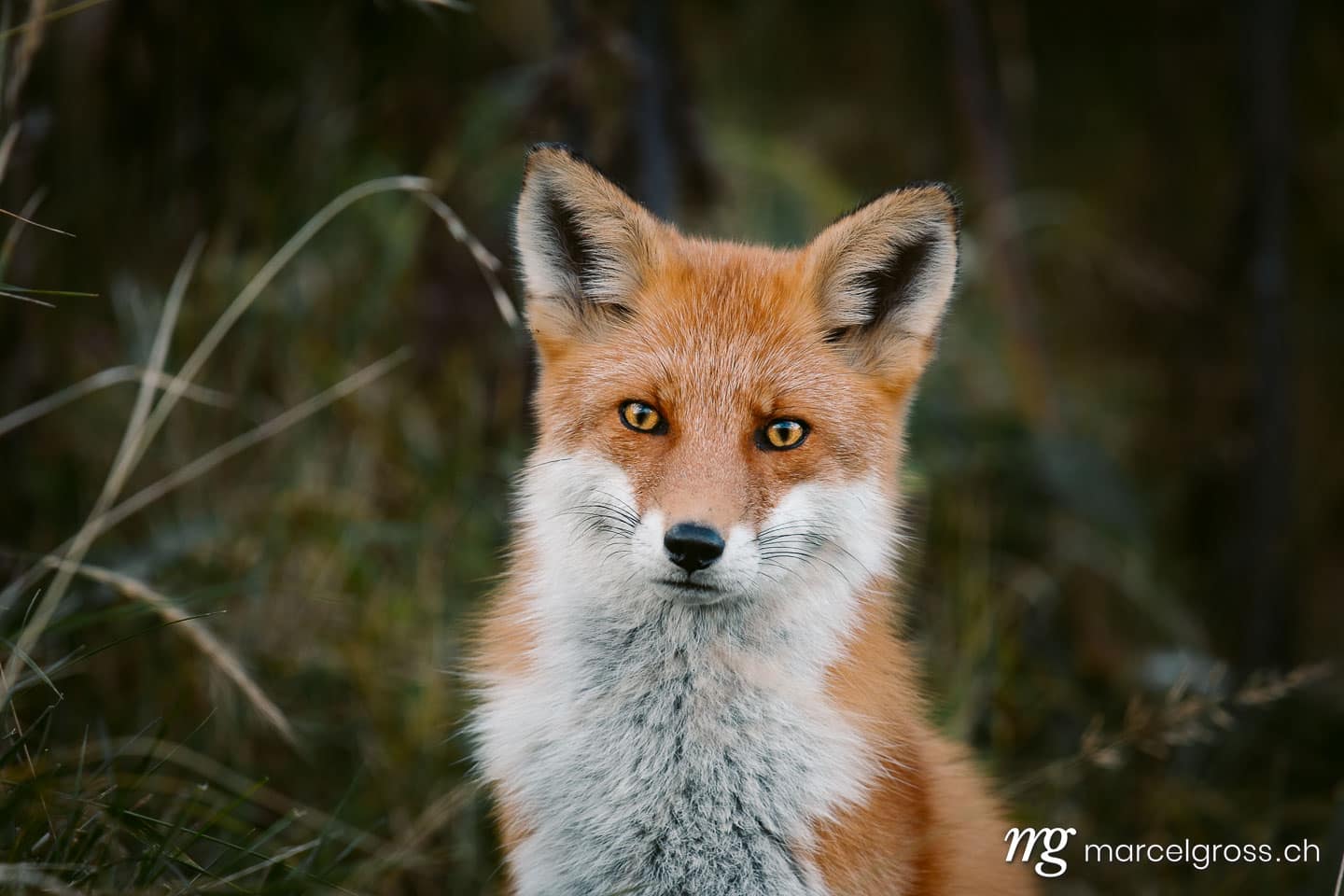 . Redfox in Shiretoko National Park, Hokkaido. Marcel Gross Photography