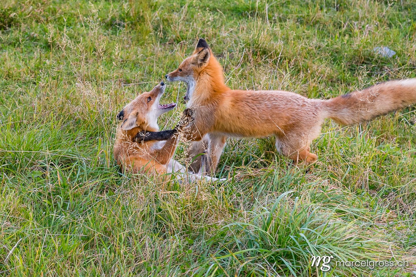 . Redfox in Shiretoko National Park, Hokkaido. Marcel Gross Photography