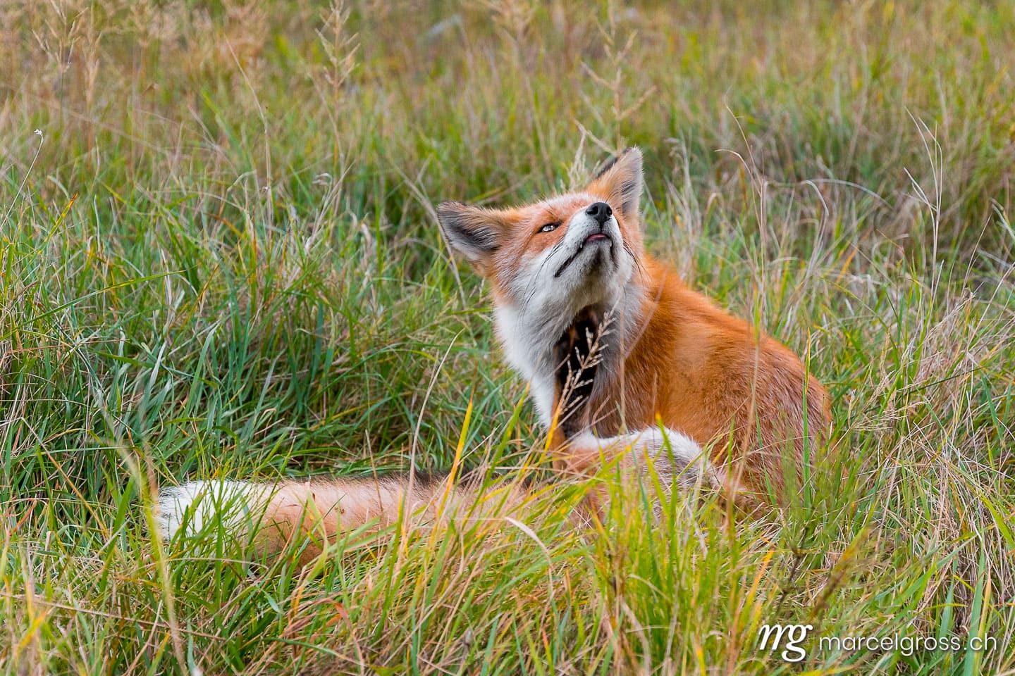 . Redfox in Shiretoko National Park, Hokkaido. Marcel Gross Photography