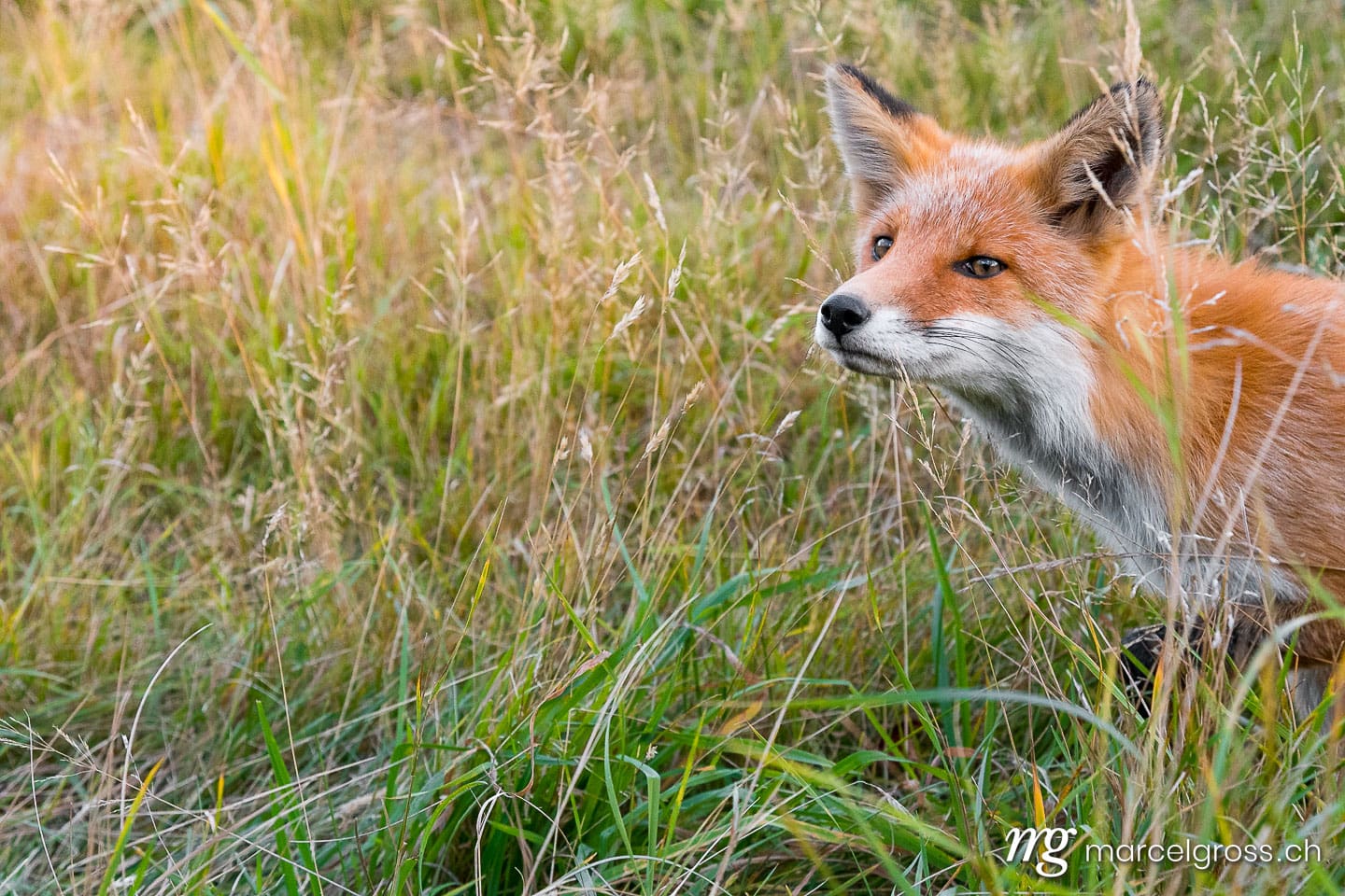 . Redfox in Shiretoko National Park, Hokkaido. Marcel Gross Photography