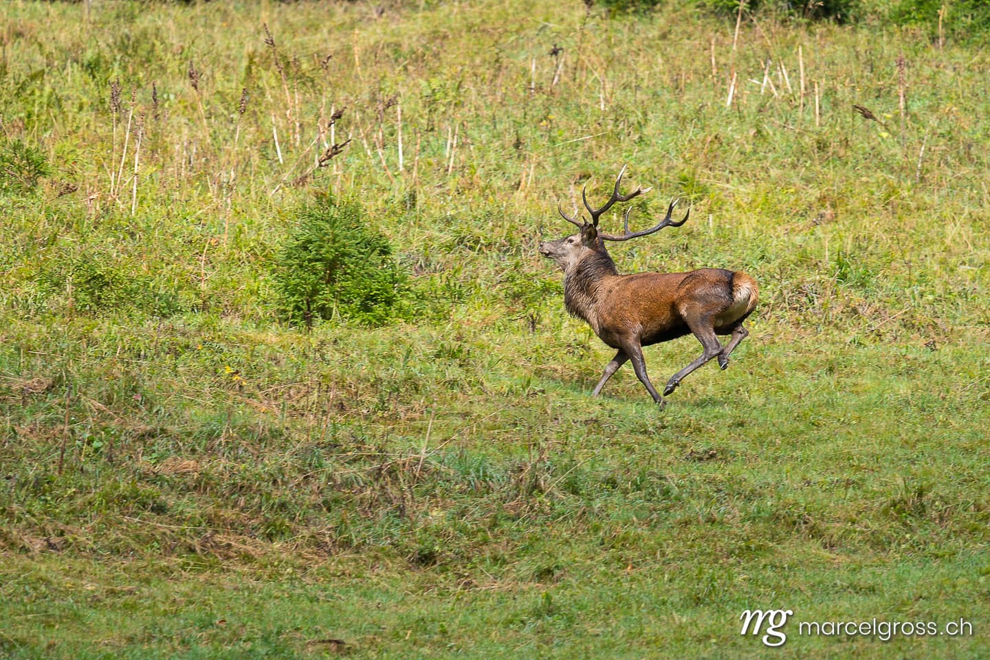 . rennender Hirsch im Berner Oberland. Marcel Gross Photography