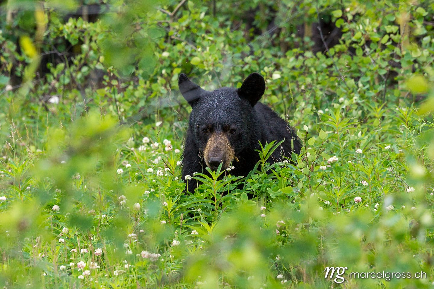 . roadside black bear. Marcel Gross Photography