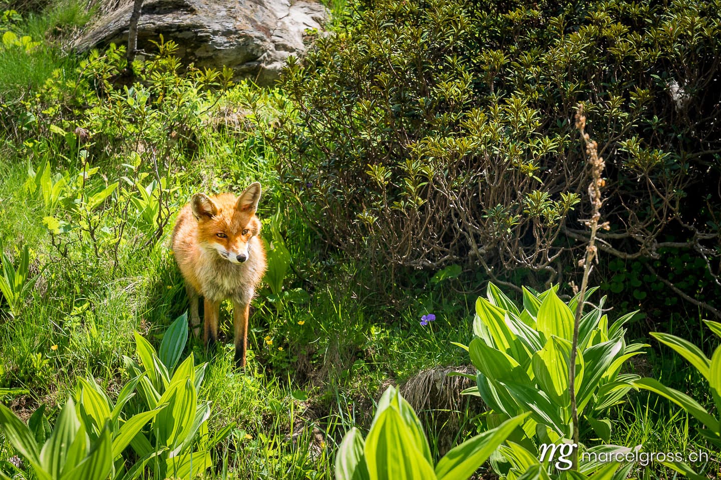 . Rotfuchs im Gran Paradiso Nationalpark, Aosta Tal, Italien. Marcel Gross Photography