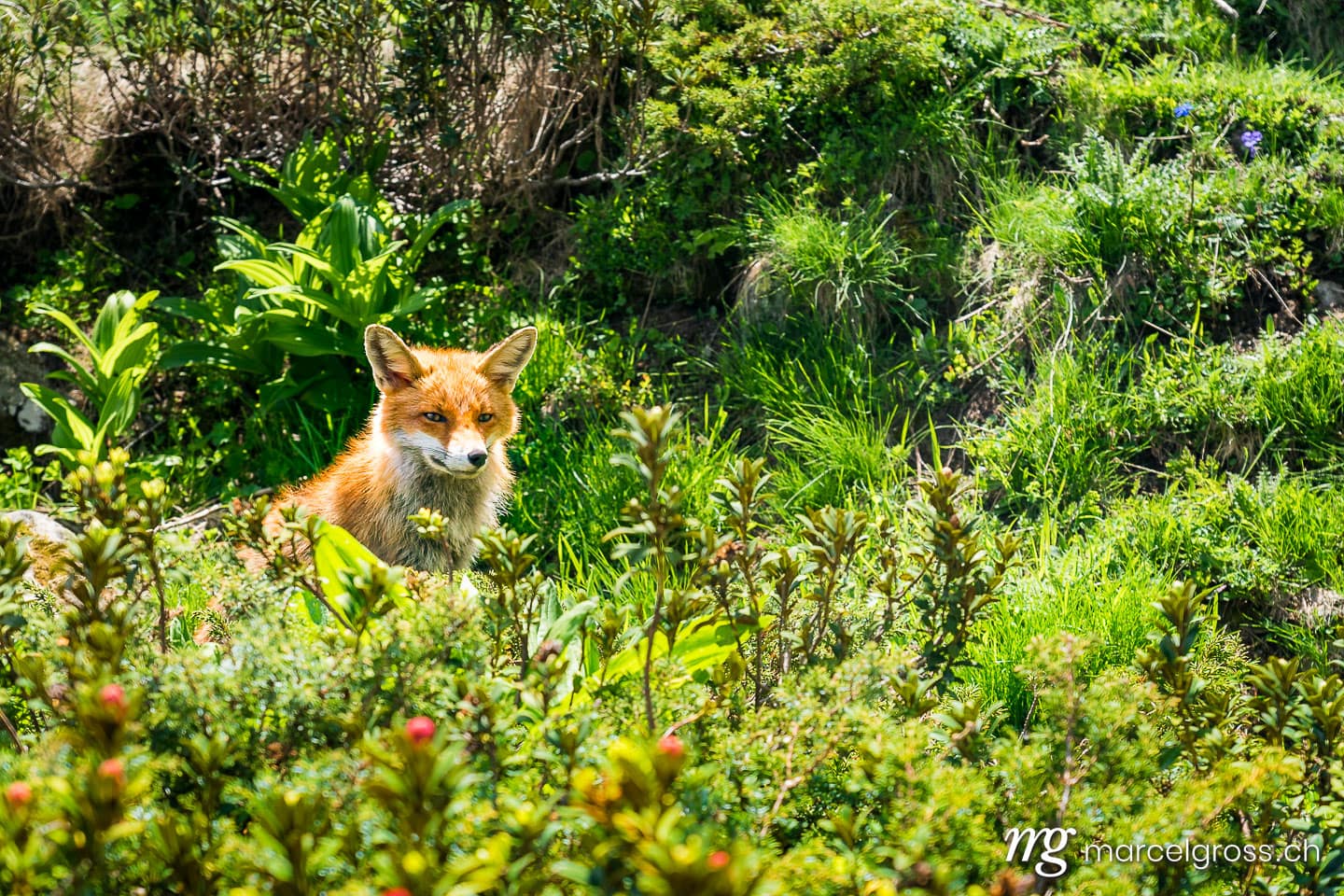 . Rotfuchs im Gran Paradiso Nationalpark, Aosta Tal, Italien. Marcel Gross Photography