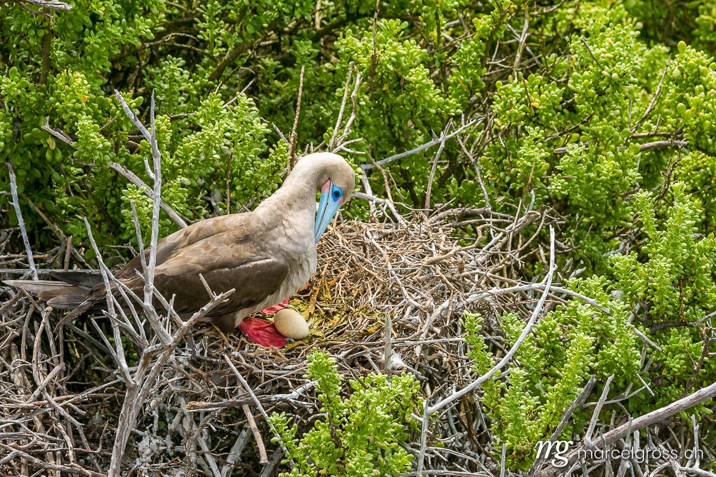 . Rotfusstölpel mit Ei bei Punta Pitt an der Nordküste von Isla San Cristobal, Galapagos. Marcel Gross Photography