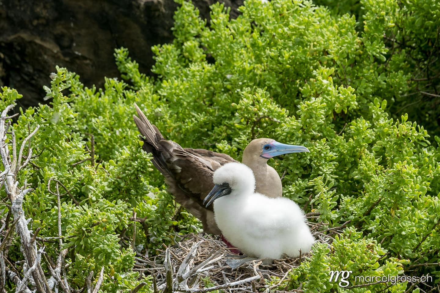 . Rotfusstölpel mit Jungtier bei Punta Pitt an der Nordküste von Isla San Cristobal, Galapagos. Marcel Gross Photography
