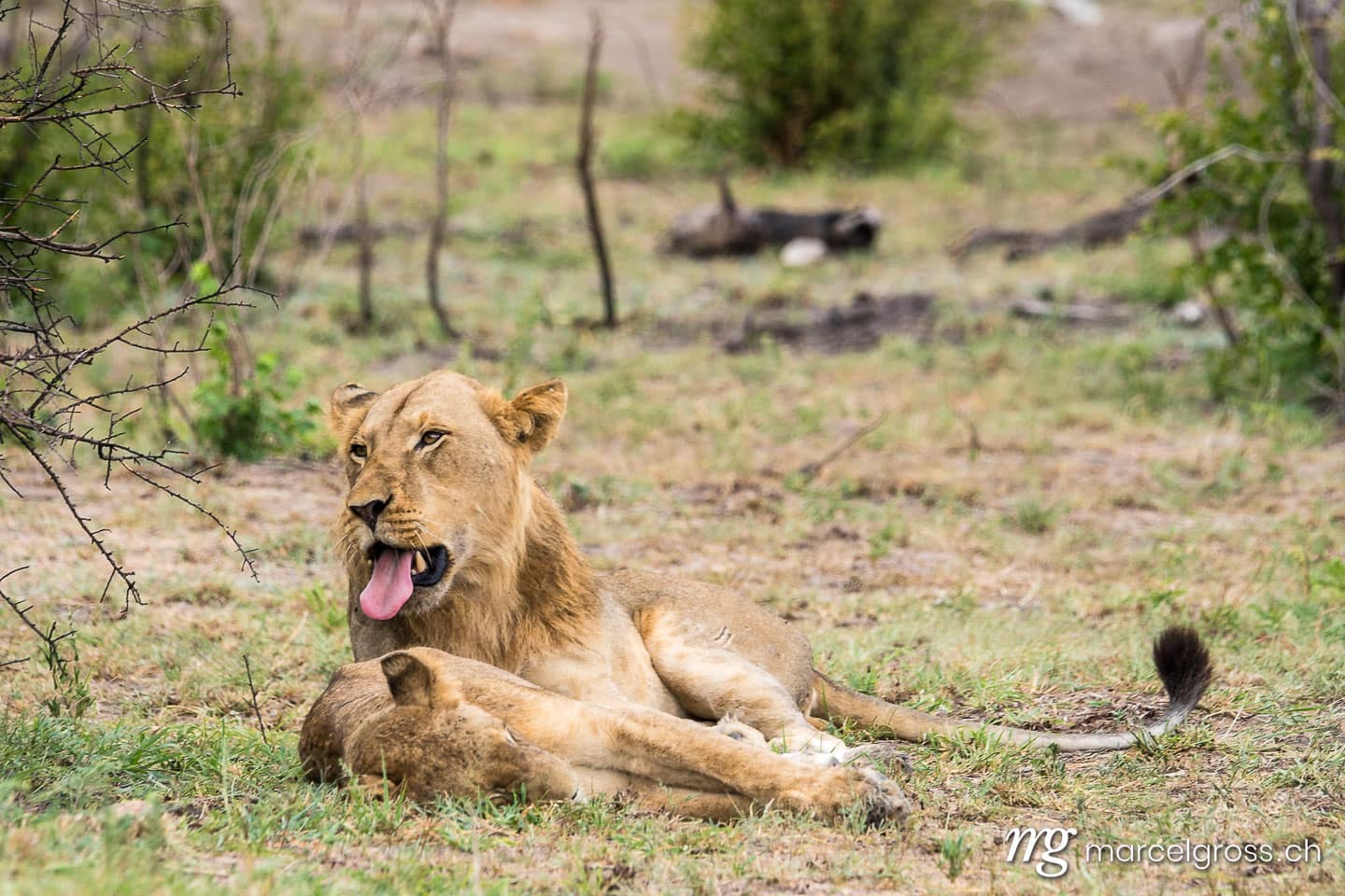 Löwen Bilder. Ruhende Löwen auf Safari im Krüger Nationalpark. Marcel Gross Photography