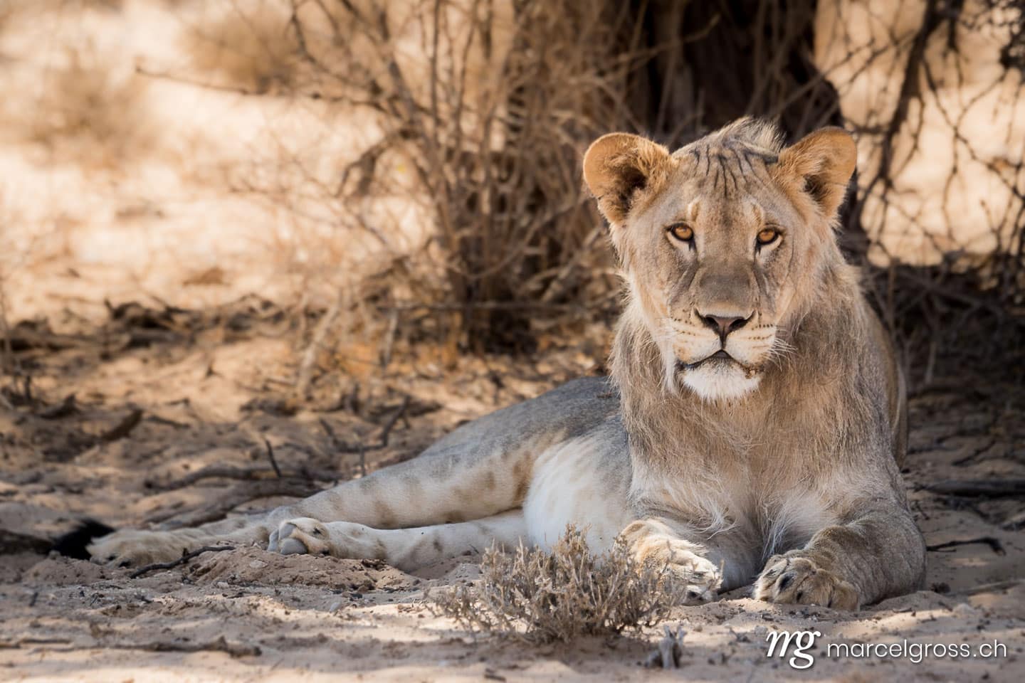 . ruhende Löwen auf Safari in der Kalahari. Marcel Gross Photography