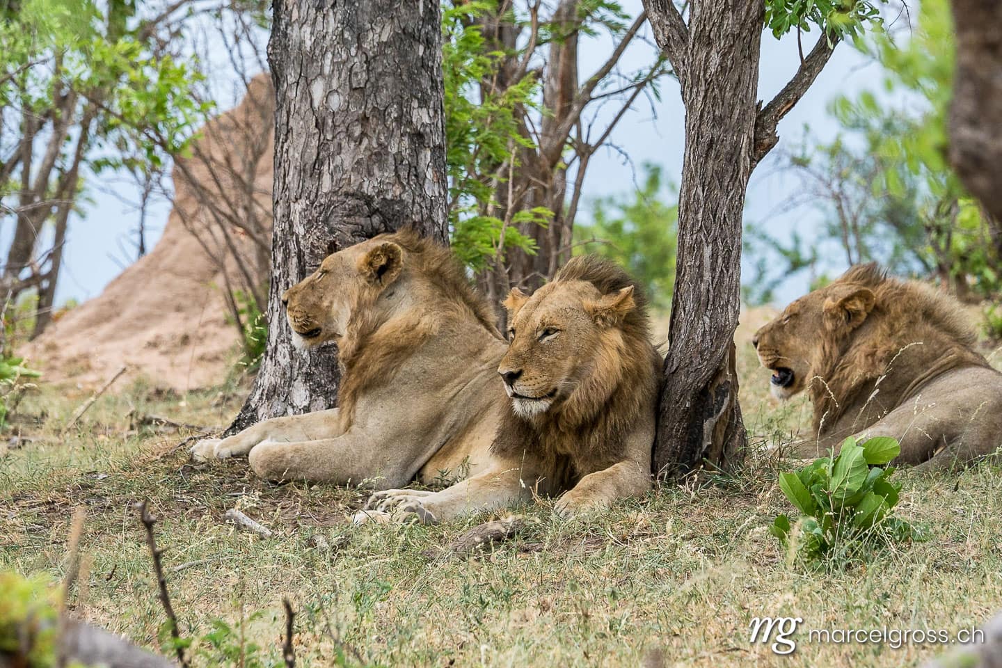 Löwen Bilder. Ruhende Löwen-Männchen auf Safari im Krüger Nationalpark. Marcel Gross Photography
