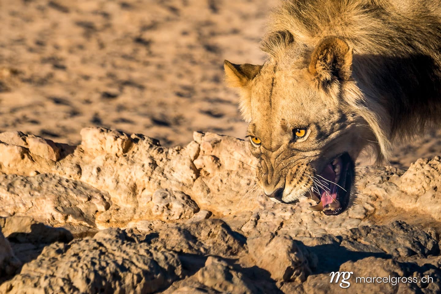 lion hissing at his own mirror image