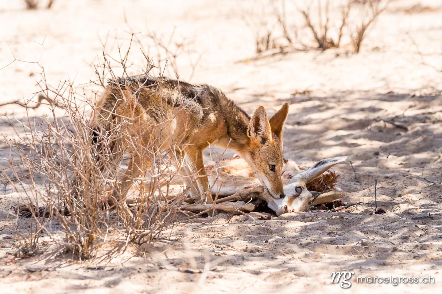 . Schabrakenschakal mit totem Springbock-Kitz. Marcel Gross Photography