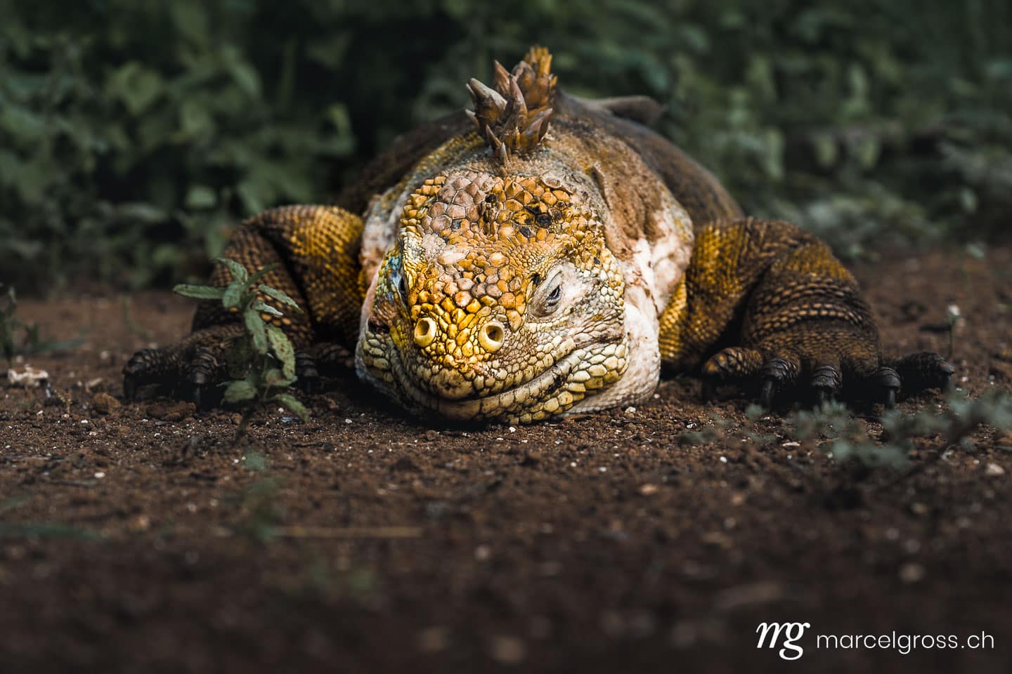 . Schlafender Gelber Landleguan bei Cerro Dragon, Isla Santa Cruz, Galapagos. Marcel Gross Photography