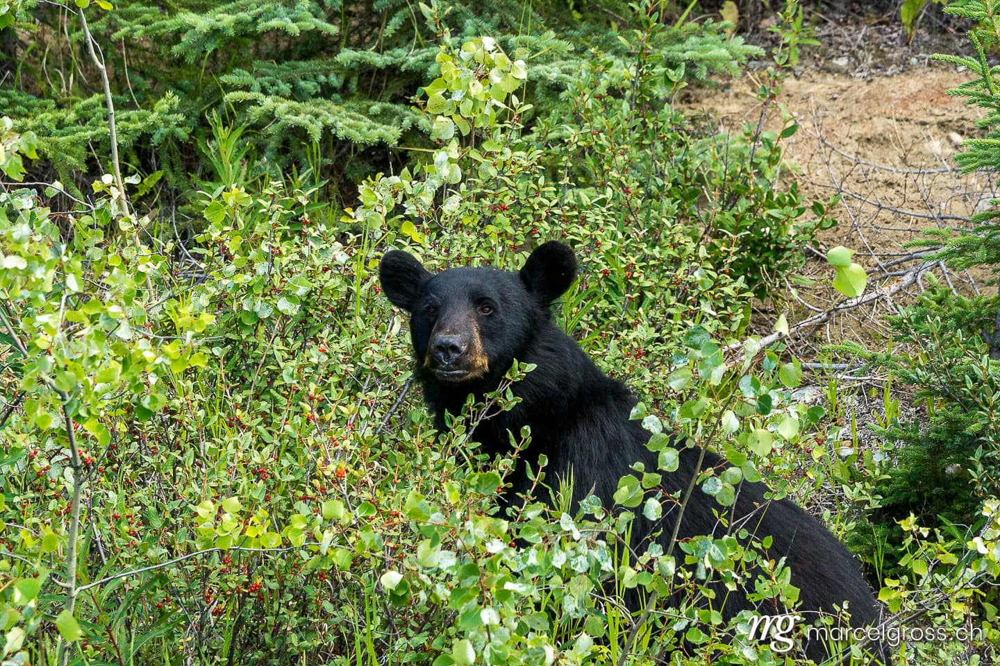 . Schwarzbär am Alaska Highway, Yukon, Kanada. Marcel Gross Photography