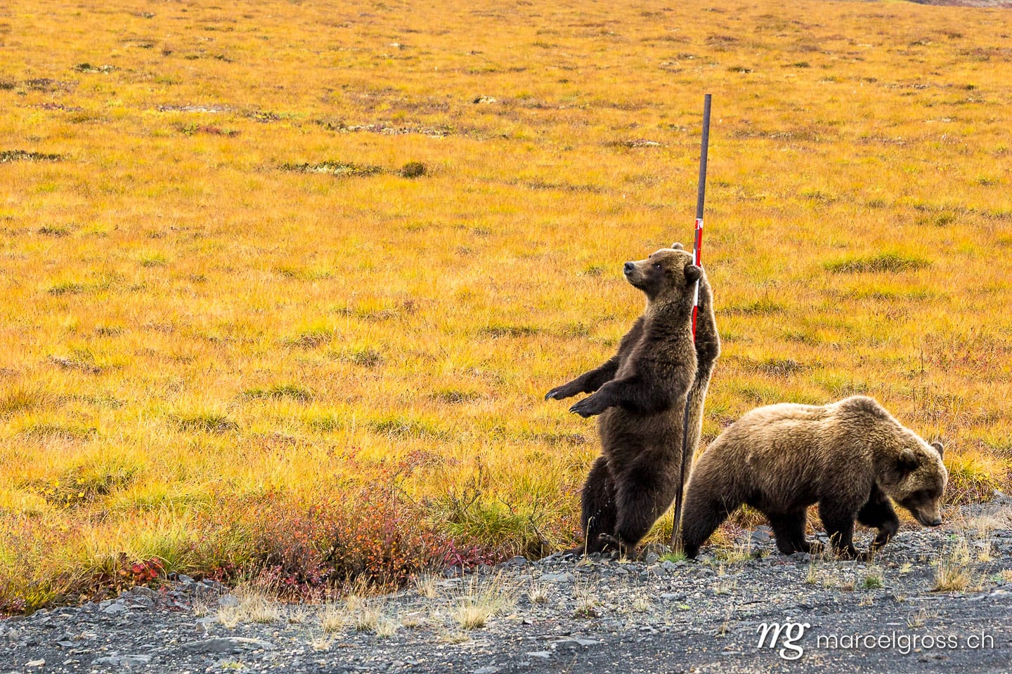 . scratch my back. Marcel Gross Photography
