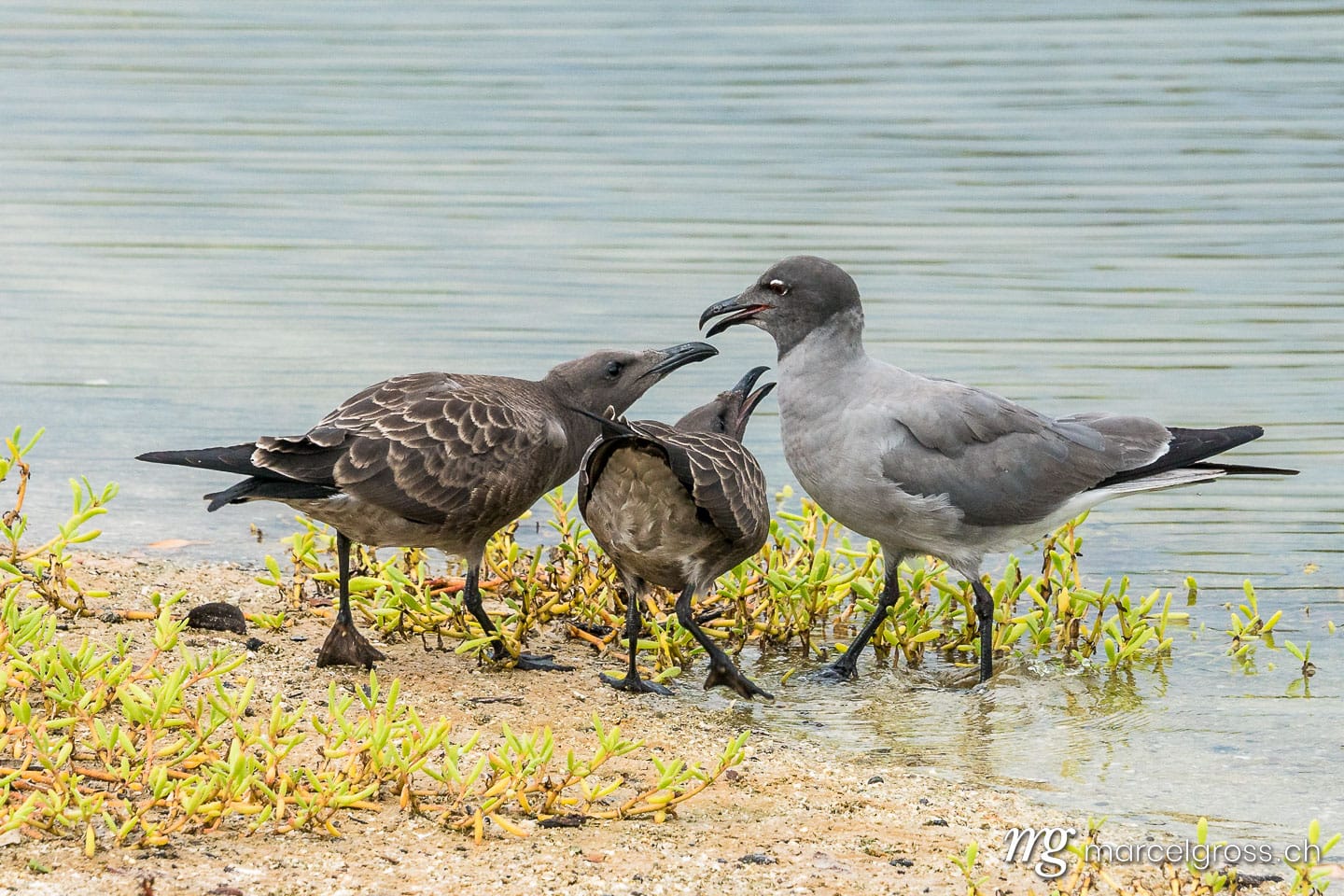 . Seemöve mit Jungtieren am Strand Las Bachas Beach, Isla Santa Cruz, Galapagos. Marcel Gross Photography