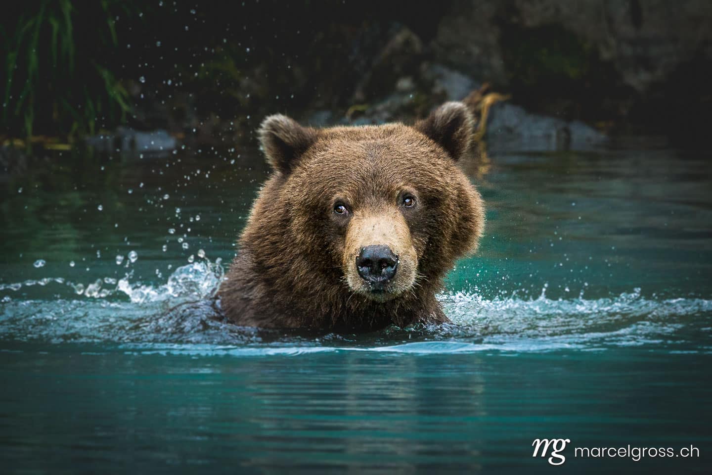 . shaking off. Marcel Gross Photography
