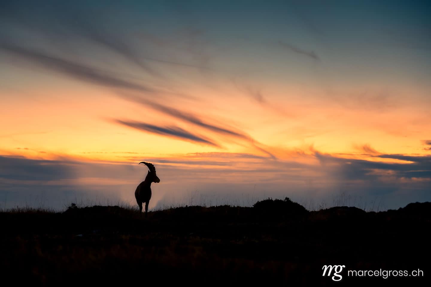 Steinbock Bilder. Silhouette eines jungen Steinbocks bei Sonnenuntergang. Marcel Gross Photography