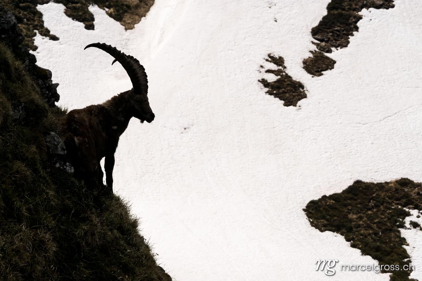 Steinbock Bilder. Silhouette eines männlichen Steinbocks. Marcel Gross Photography