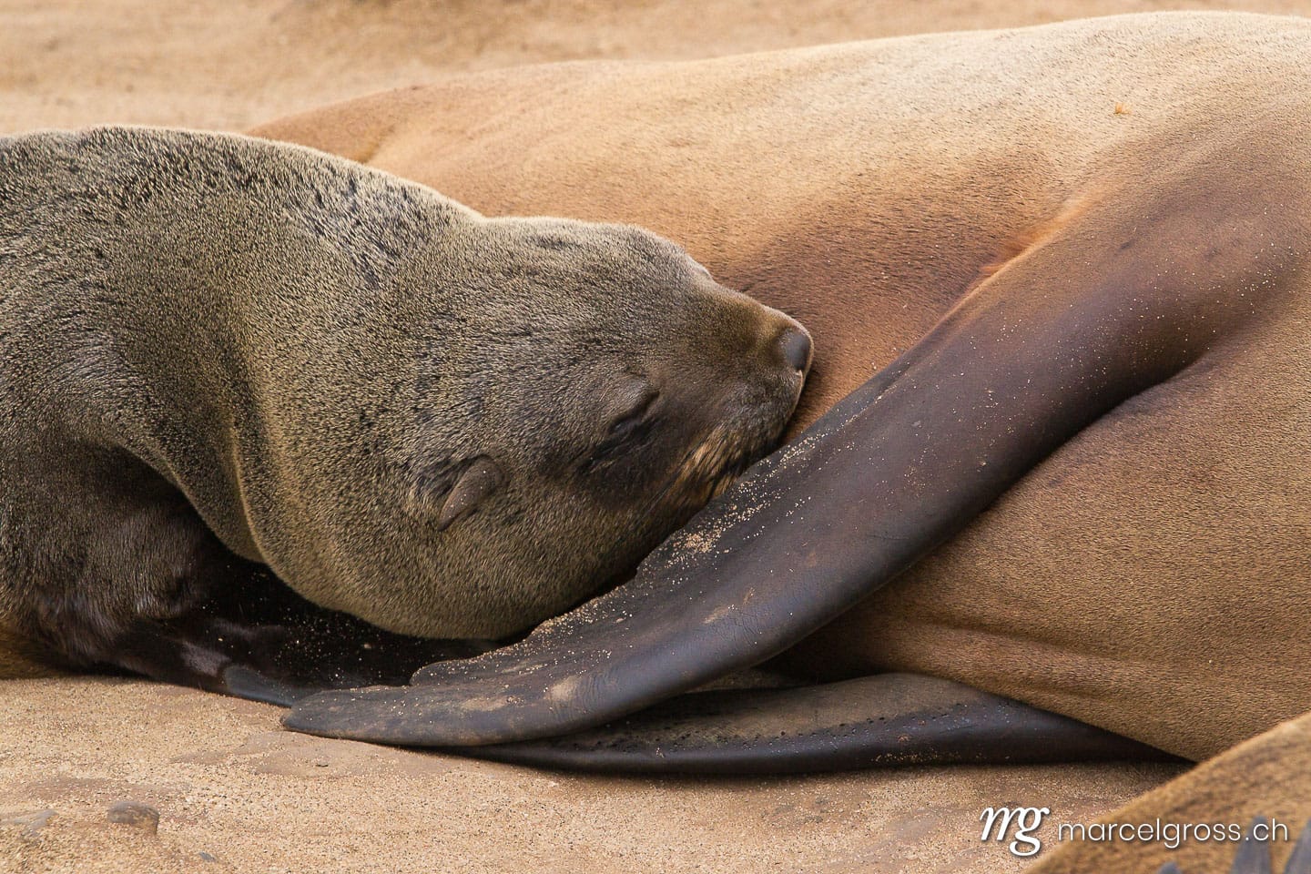 sleeping fur seal puppy