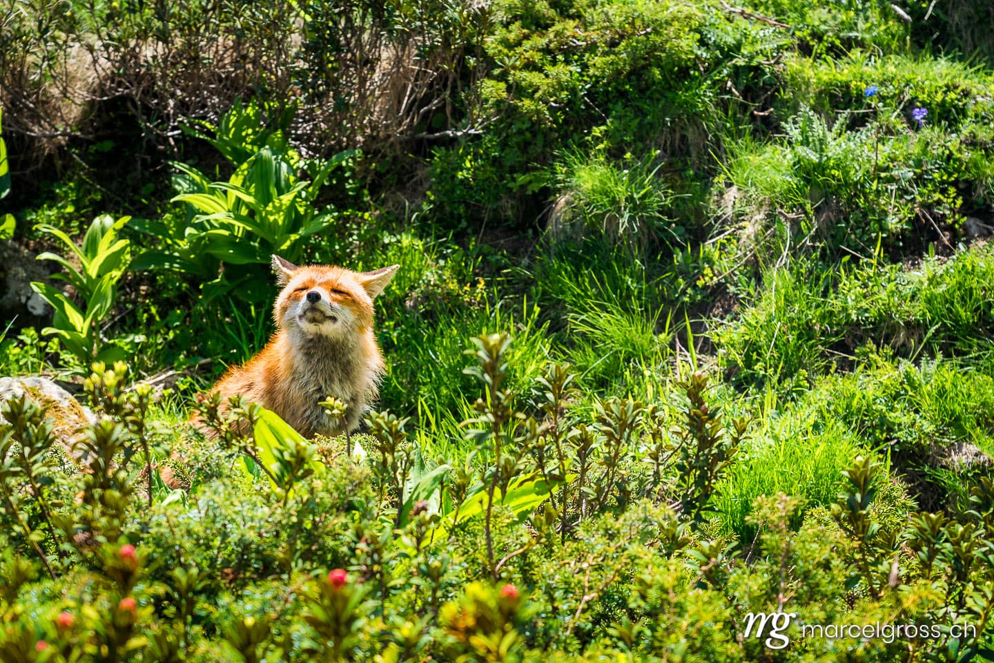 . Sonnender Rotfuchs im Gran Paradiso Nationalpark, Aosta Tal, Italien. Marcel Gross Photography