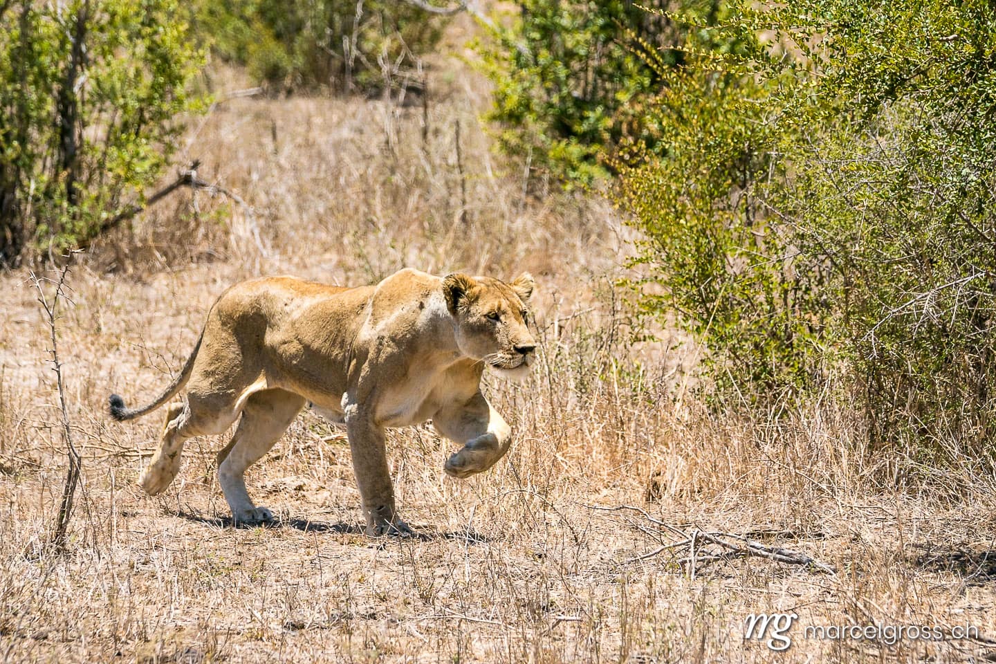 Löwen Bilder. sprintende Löwin auf Safari im Krüger Nationalpark. Marcel Gross Photography