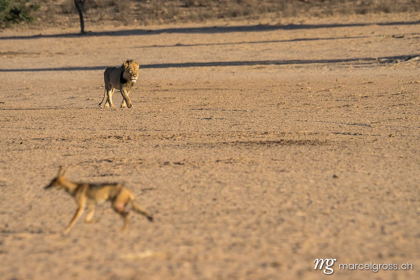 Löwen Bilder. Stattliches Kalahari-Löwen-Männchen. Marcel Gross Photography