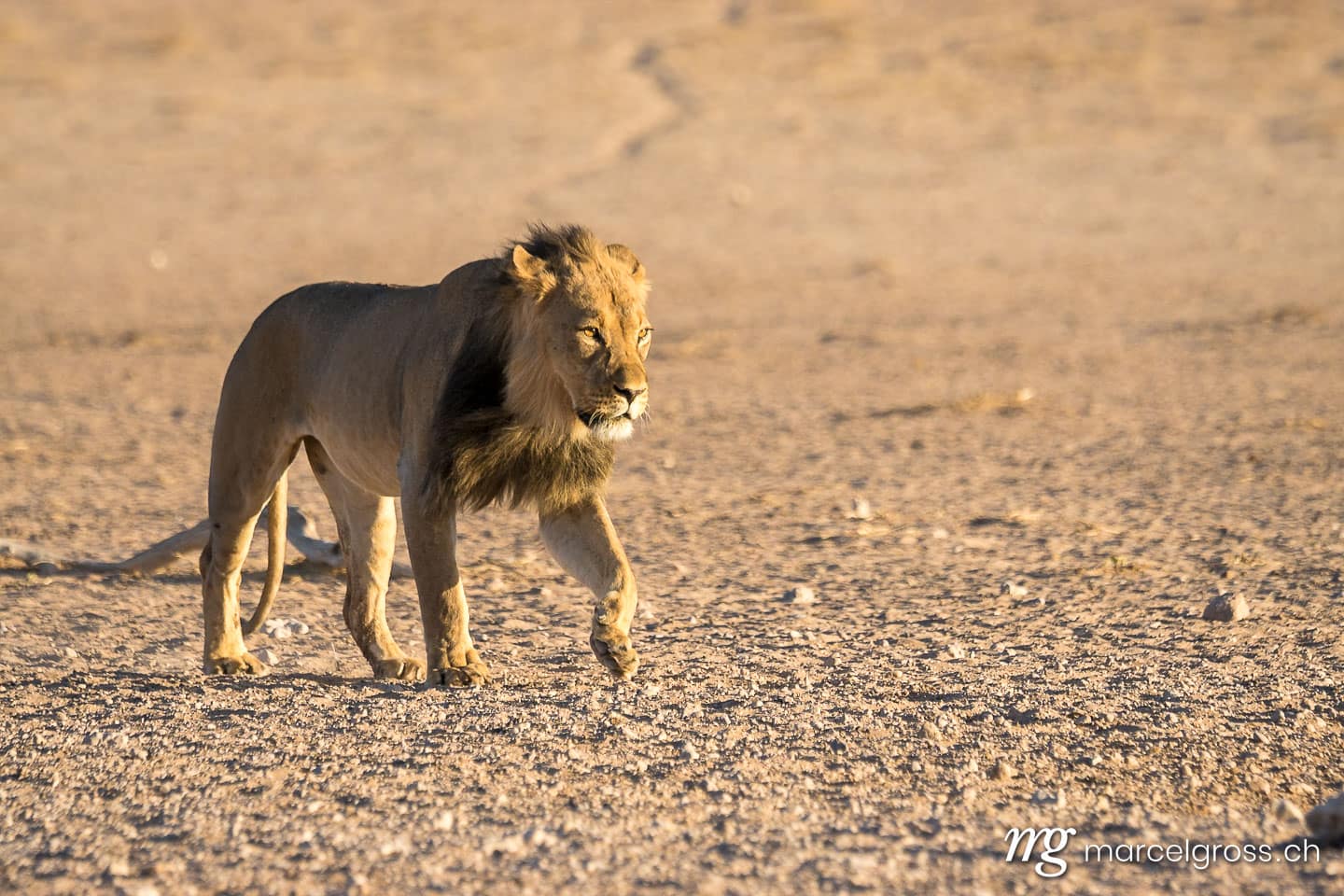 Löwen Bilder. Stattliches Kalahari-Löwen-Männchen. Marcel Gross Photography