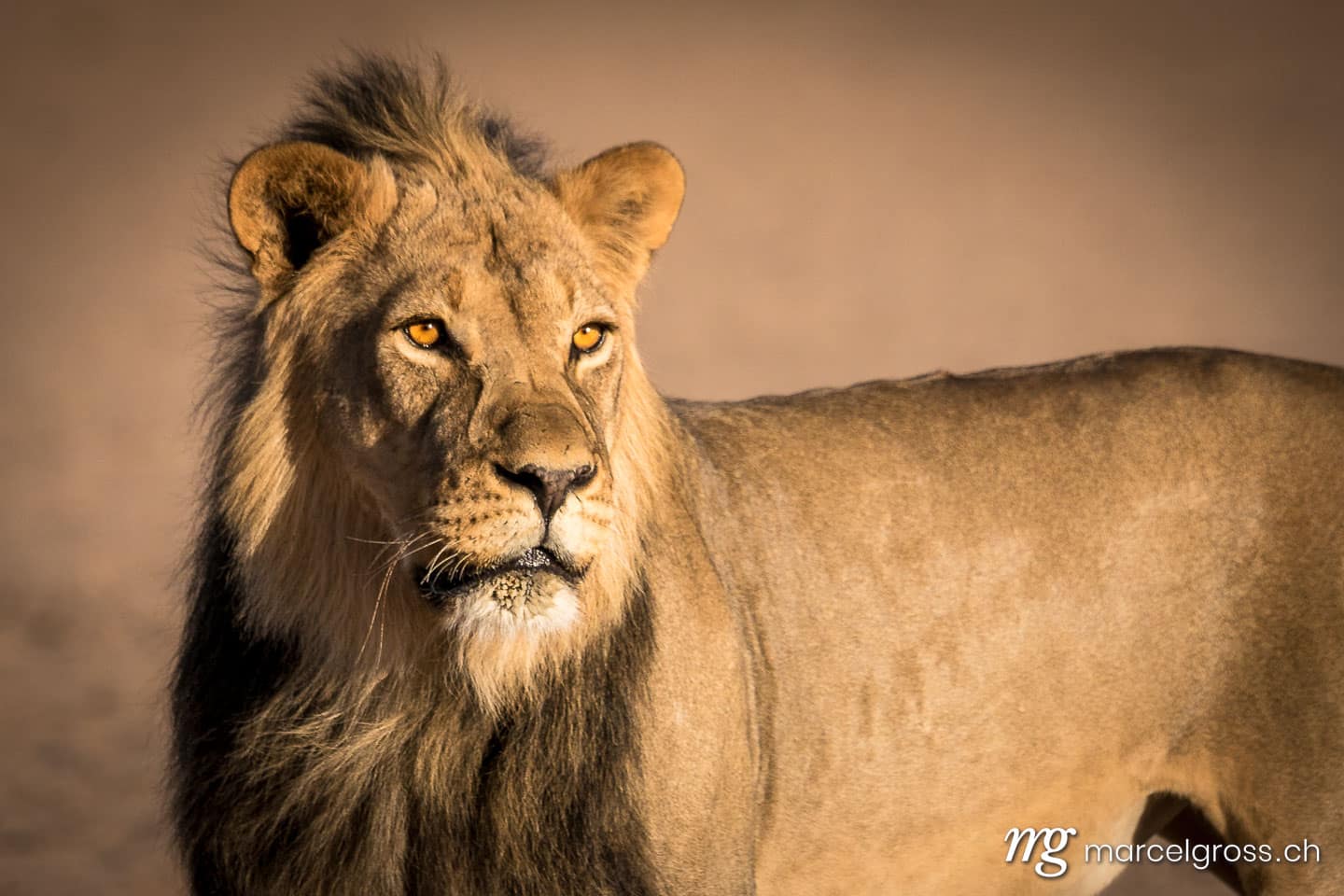 Löwen Bilder. Stattliches Kalahari-Löwen-Männchen. Marcel Gross Photography