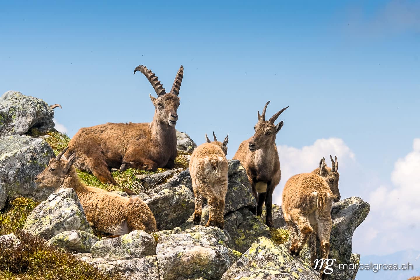 Steinbock Bilder. Steinbock-Familie in den Schweizer Alpen. Marcel Gross Photography